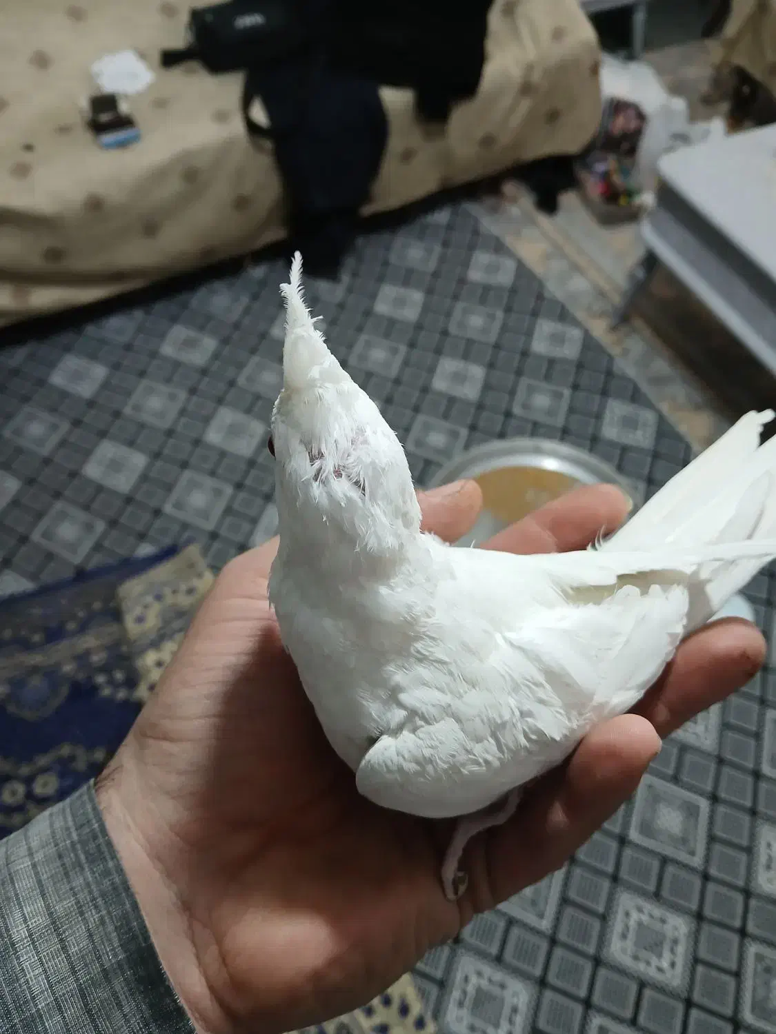 عروس هلندی نر و ماده البینو زیر قیمت|پرنده|تهران, منیریه|دیوار