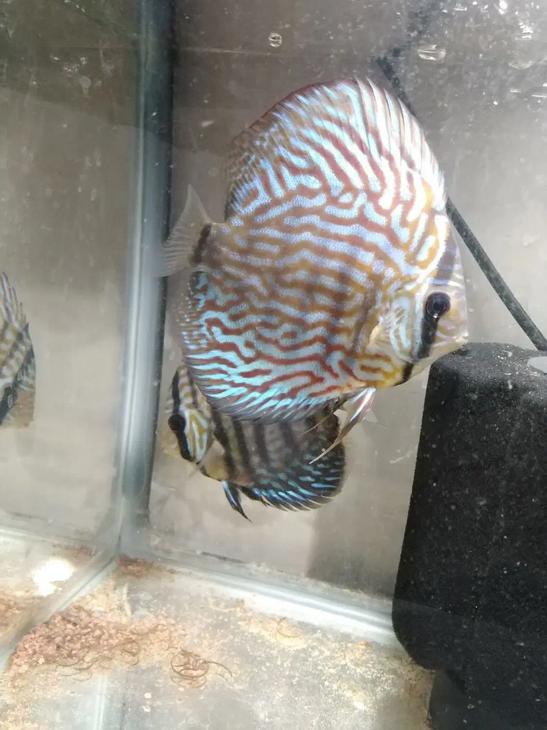 حیوانات|ماهی|کرمانشاه, |دیوار