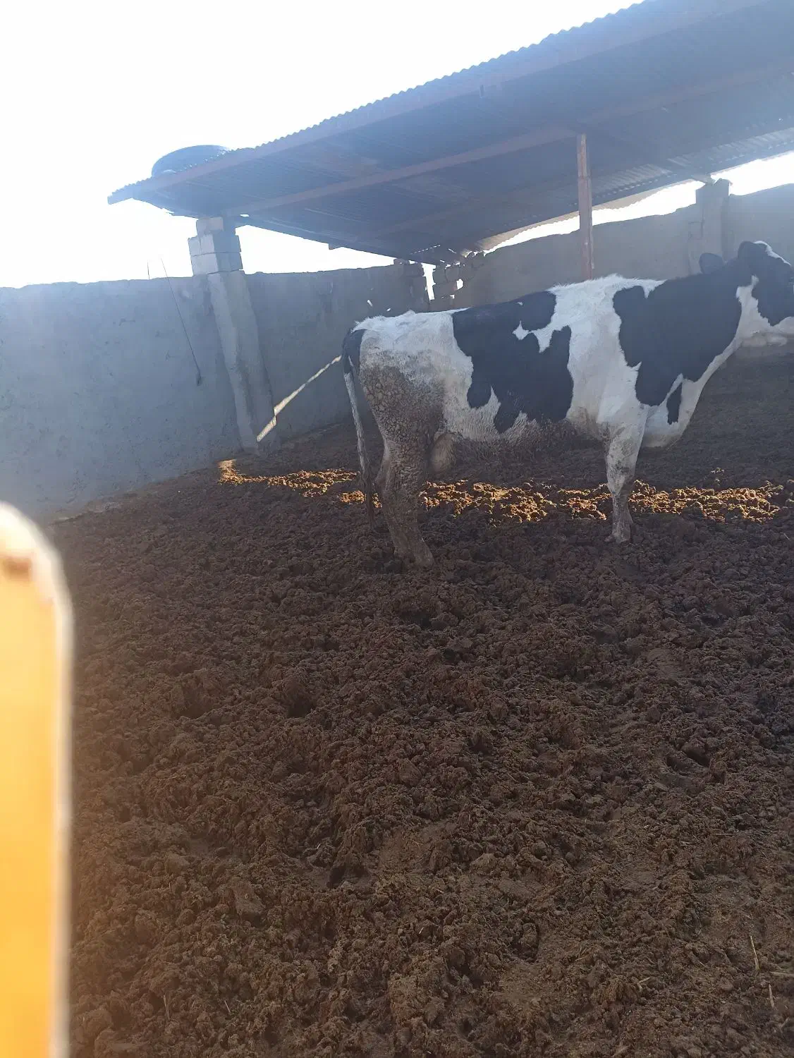 گاوشیری|حیوانات مزرعه|سده (خراسان جنوبی), |دیوار