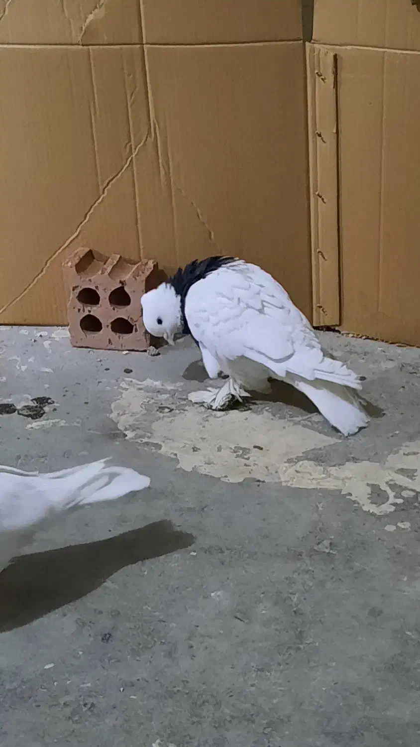 کفر طوقی ماده|پرنده|تهران, شهید فکوری|دیوار