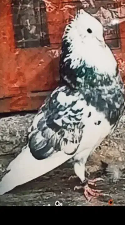 کفترپرشی|پرنده|قم, نیروگاه|دیوار