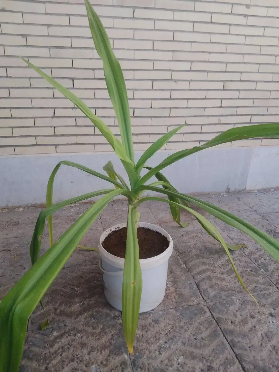 گل طبیعی|گل و گیاه طبیعی|یزد, |دیوار