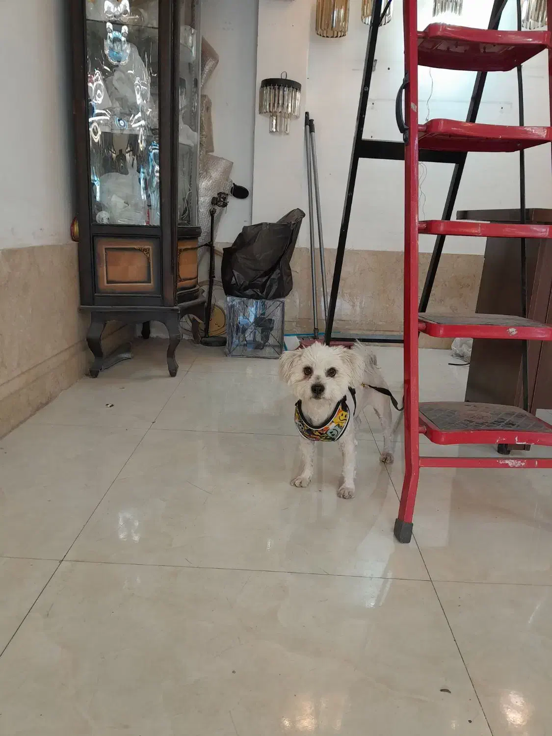 سگ زیبا و مهربان|سگ|مشهد, یوسفیه (شهرک غرب)|دیوار