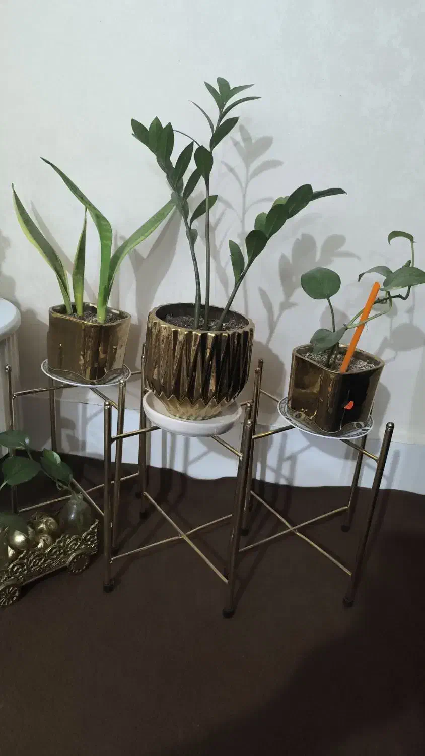 گیاهان سر حال|گل و گیاه طبیعی|شوش, |دیوار