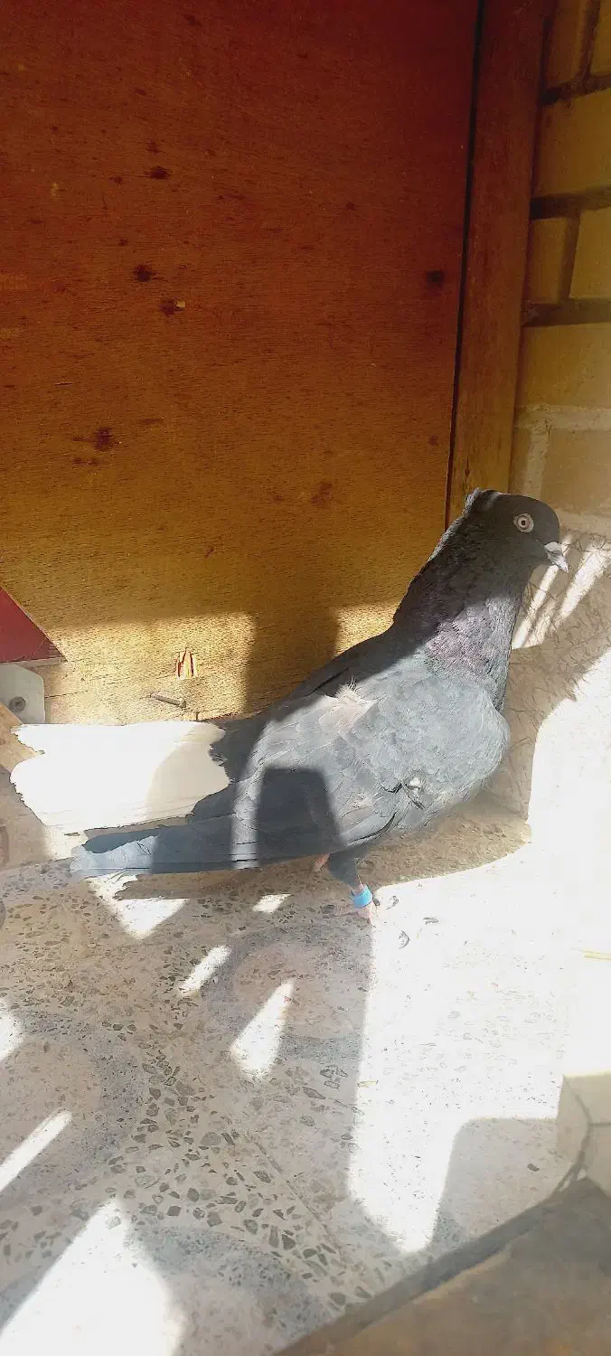 اشعل ماده درجه یک|پرنده|خرمشهر, |دیوار