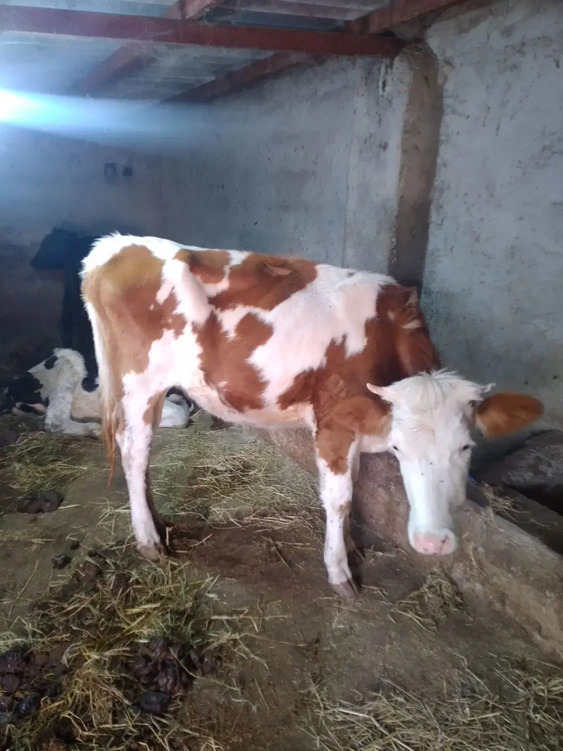 ۲ راس لیشه سیمنتال وهلشتاین اصیل گاو|حیوانات مزرعه|رشت, رودبارتان|دیوار