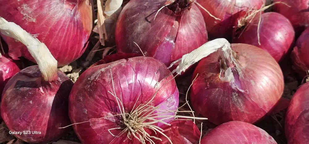 بذر پیاز قرمز درجه یک|گل و گیاه طبیعی|داران, |دیوار