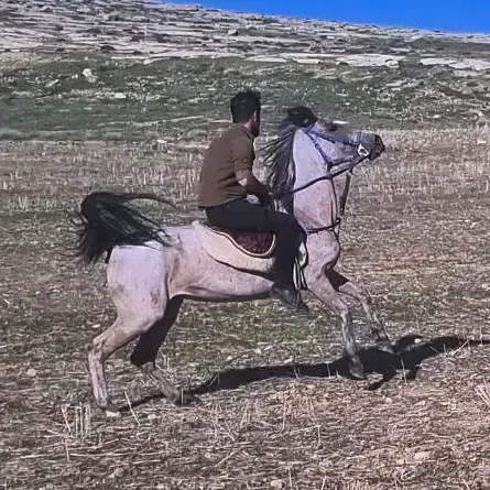 اسب|اسب و تجهیزات اسبسواری|سنندج, |دیوار