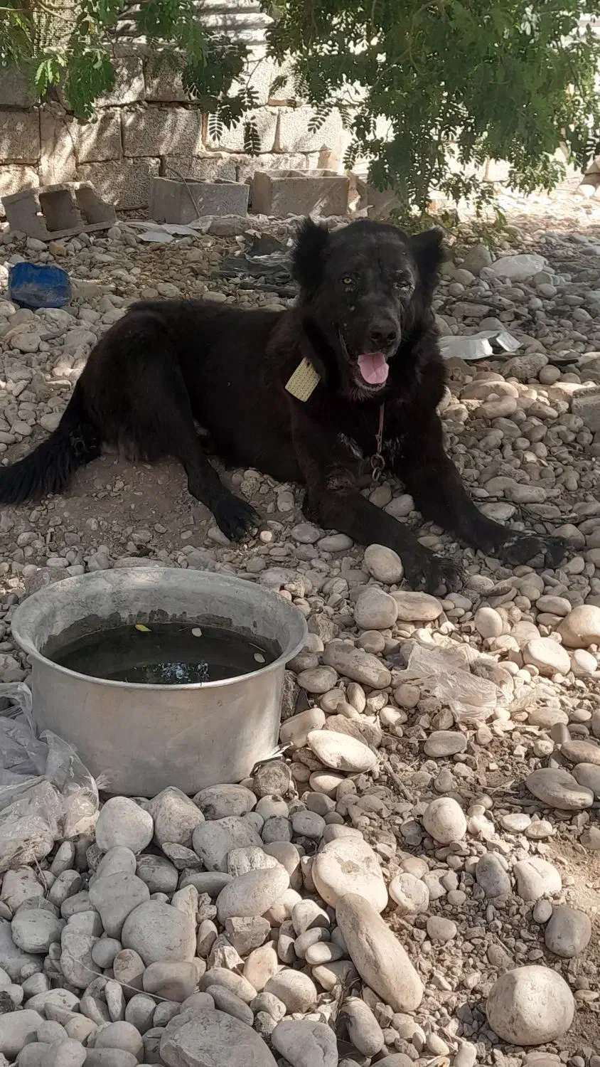 سگ قدریجونی اصیل|سگ|امیدیه, |دیوار