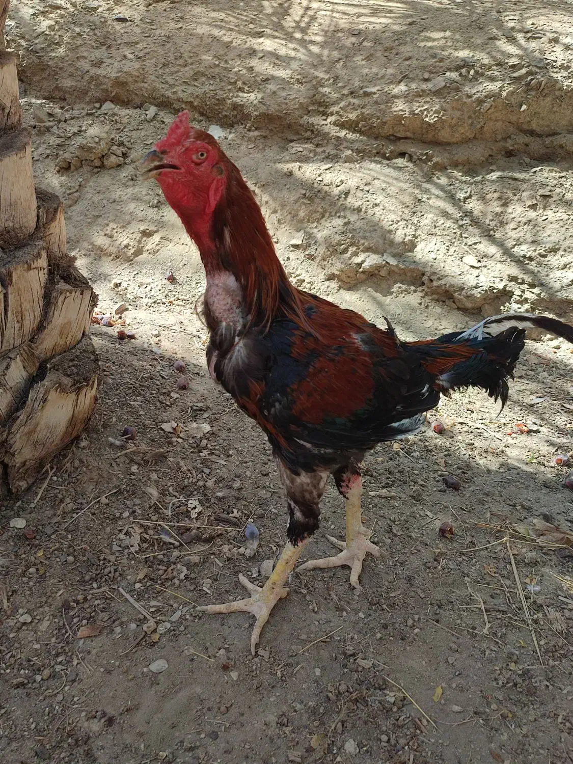 مرغ خروس|حیوانات مزرعه|سراوان, |دیوار