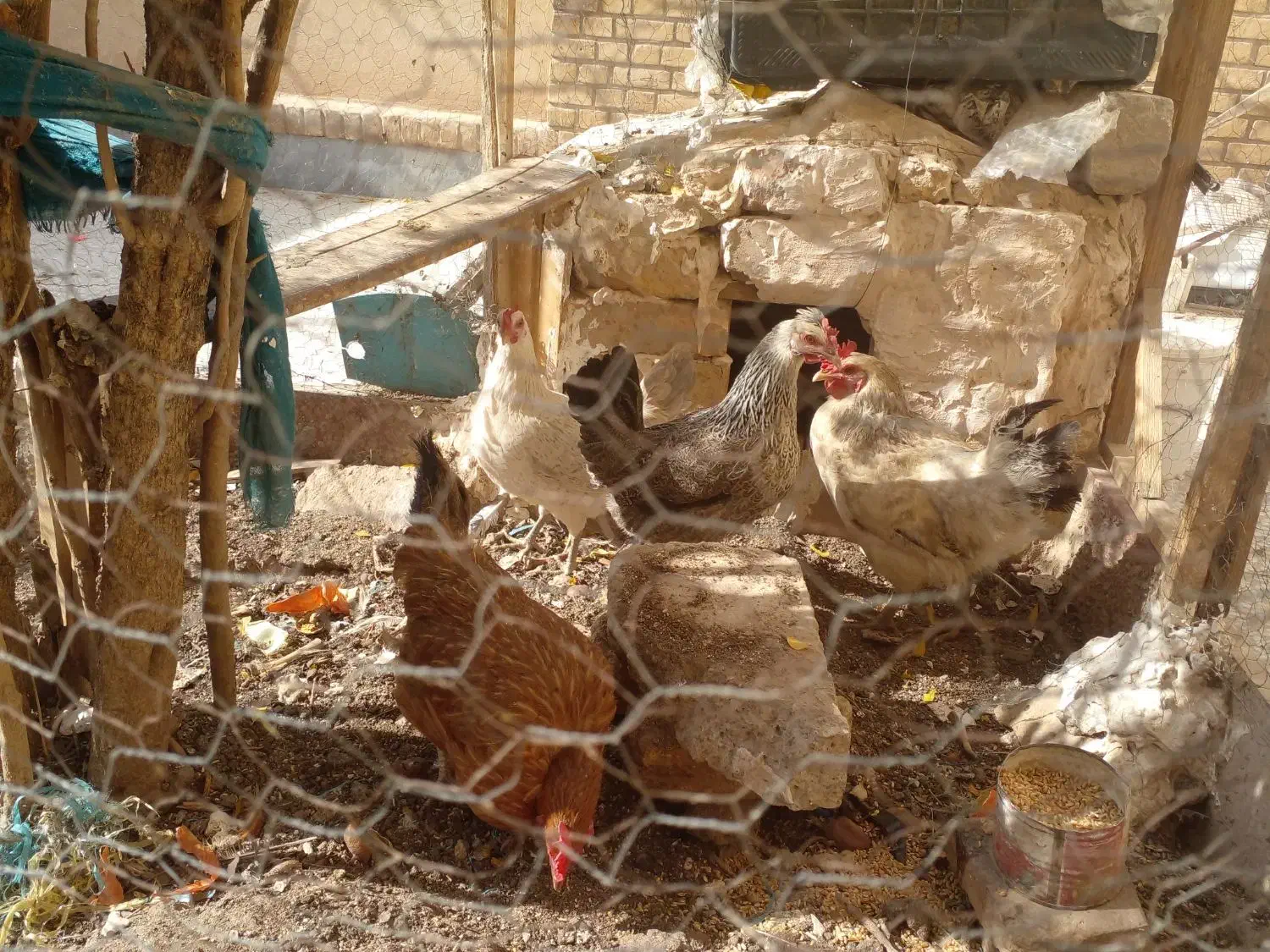 ۲ عدد مرغ تخمگذار|حیوانات مزرعه|قم, بوستان علوی|دیوار