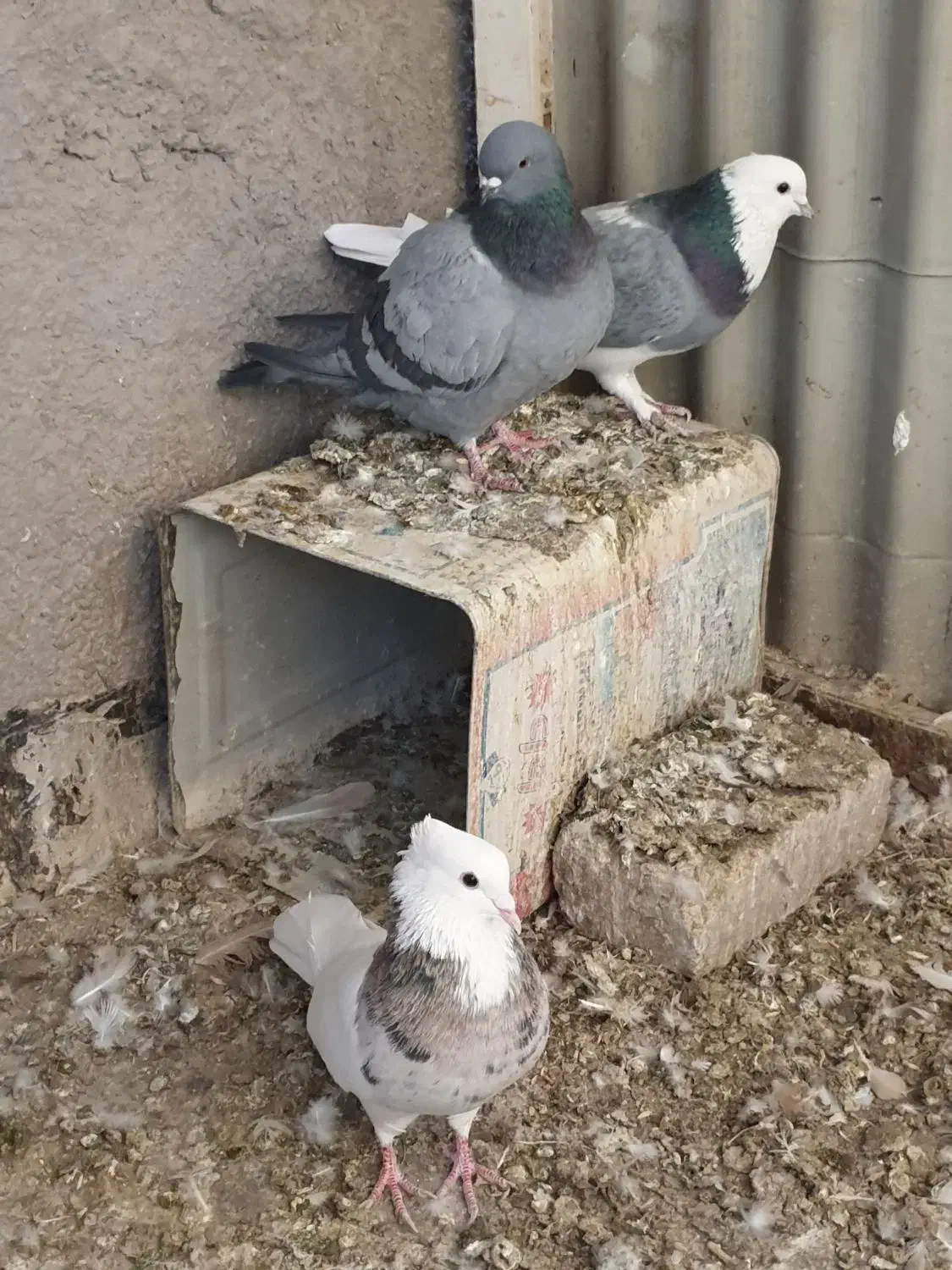 کبوتر طوقی، شازده سبز،سبز کاشانی، قهوه ای، دورگ|پرنده|مبارکه, |دیوار