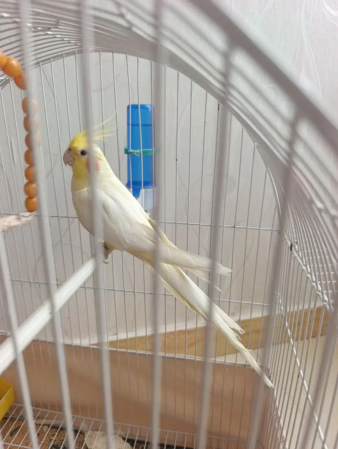 عروس طوطی|پرنده|مرند, |دیوار