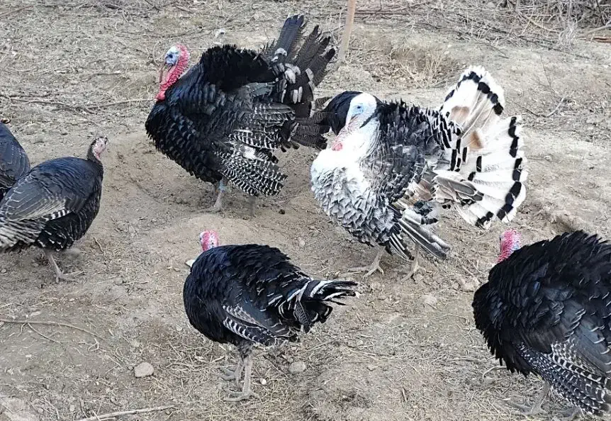 بوقلمون|حیوانات مزرعه|مشهد, شهرک ابوذر|دیوار