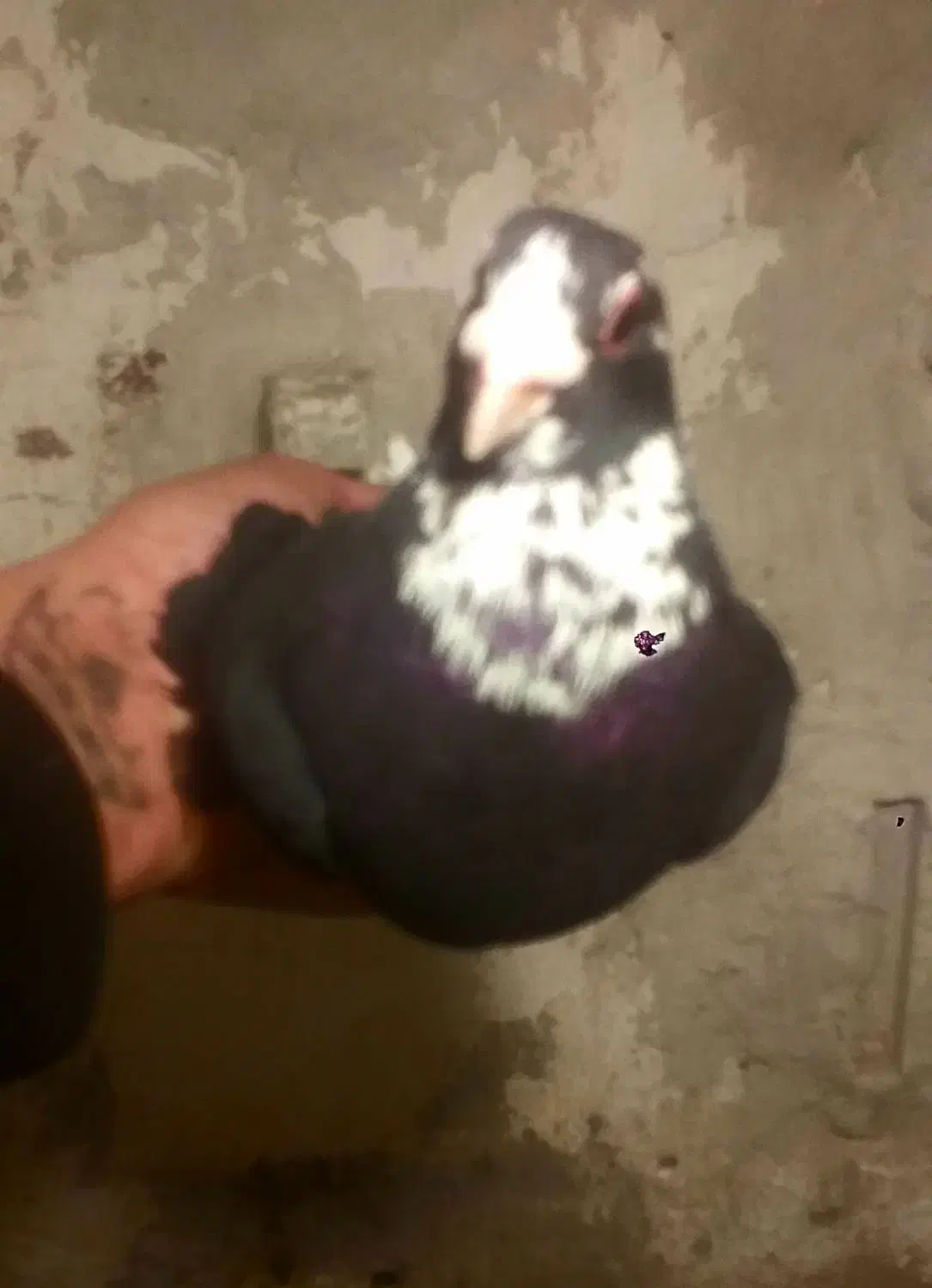 جفت|پرنده|بردسیر, |دیوار