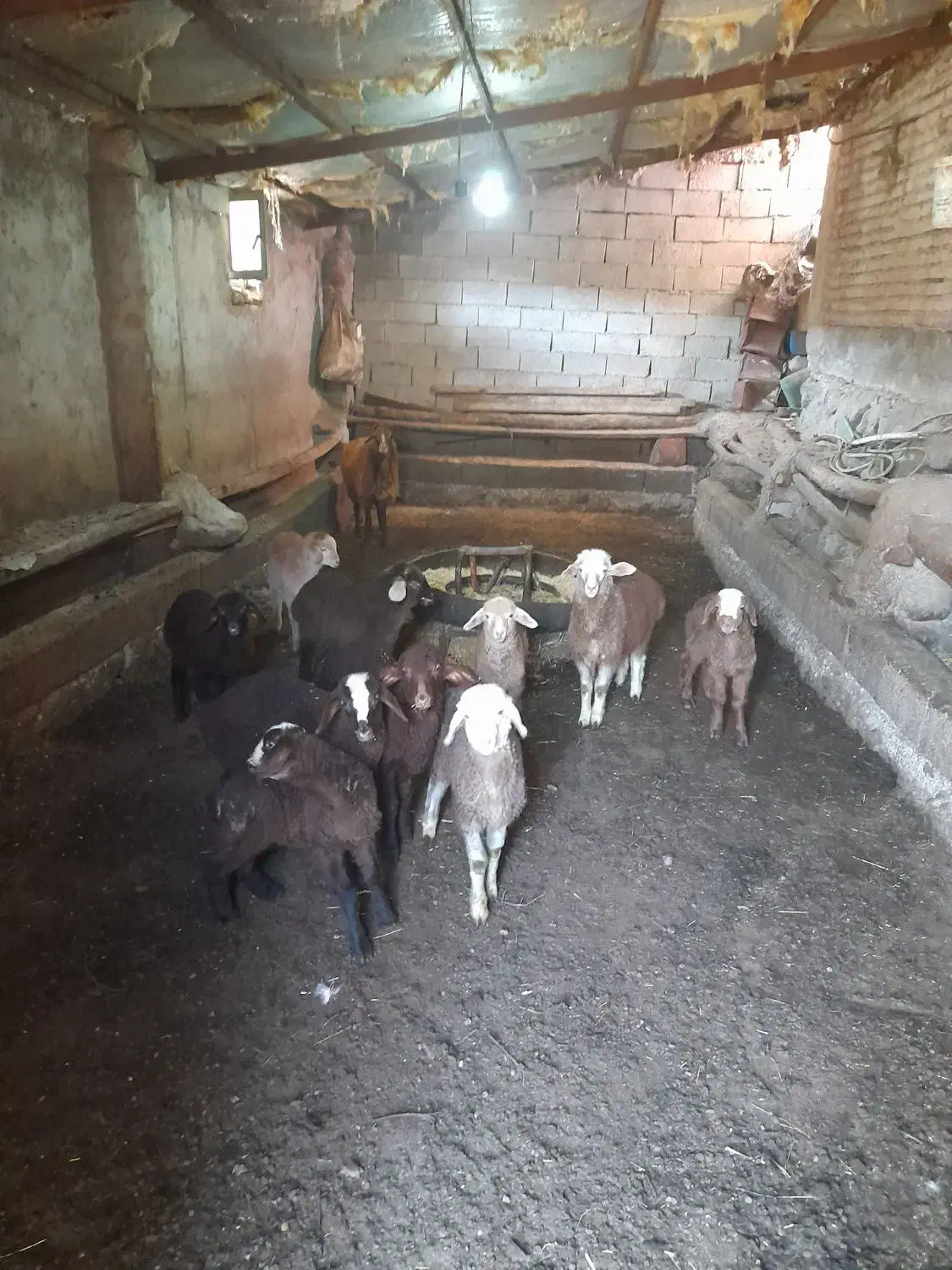 گوسفند بره دار سالم جوان ۸راس|حیوانات مزرعه|سرعین, |دیوار