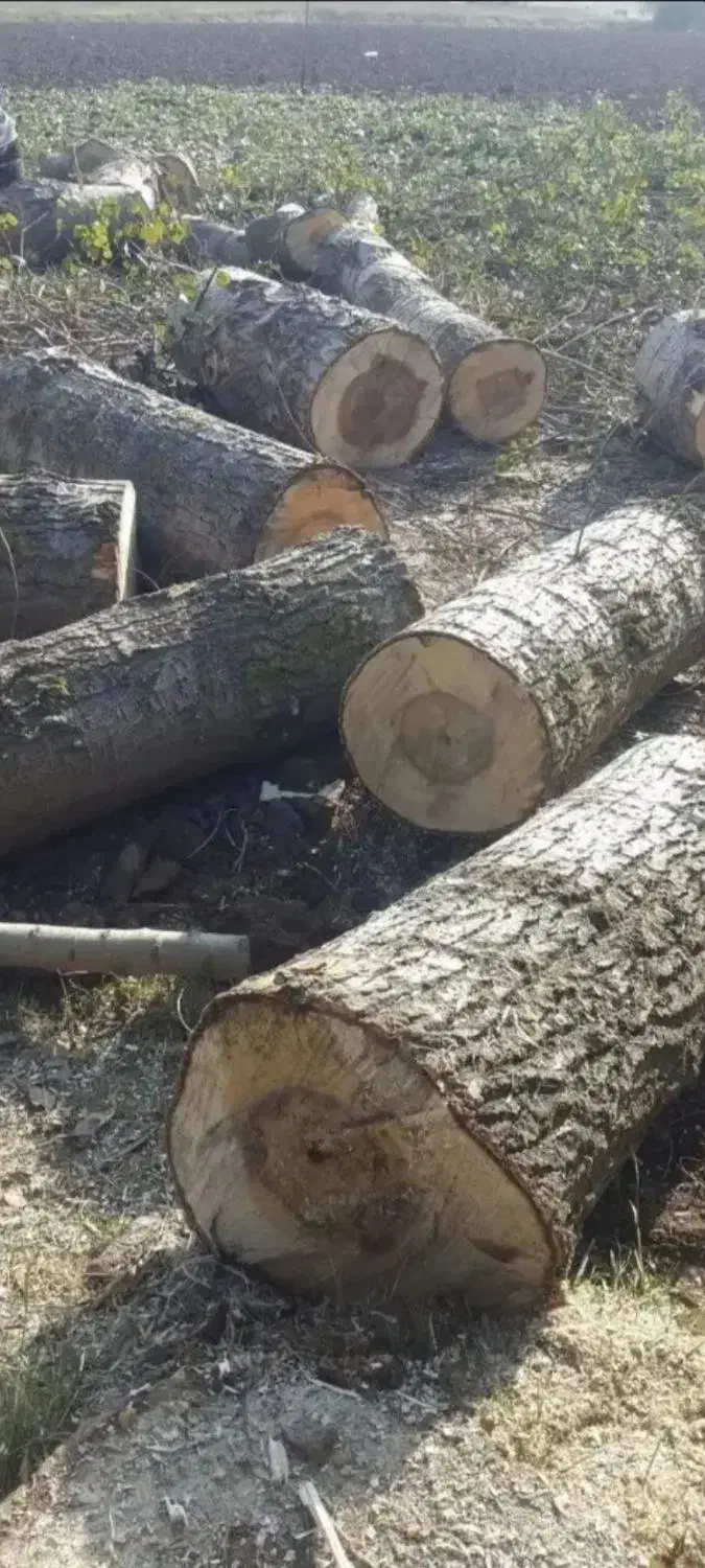 خرید وبرش دست مزد انواع درخت وچوب صنوبر بید و میوه|خدمات باغبانی و درختکاری|اهر, |دیوار