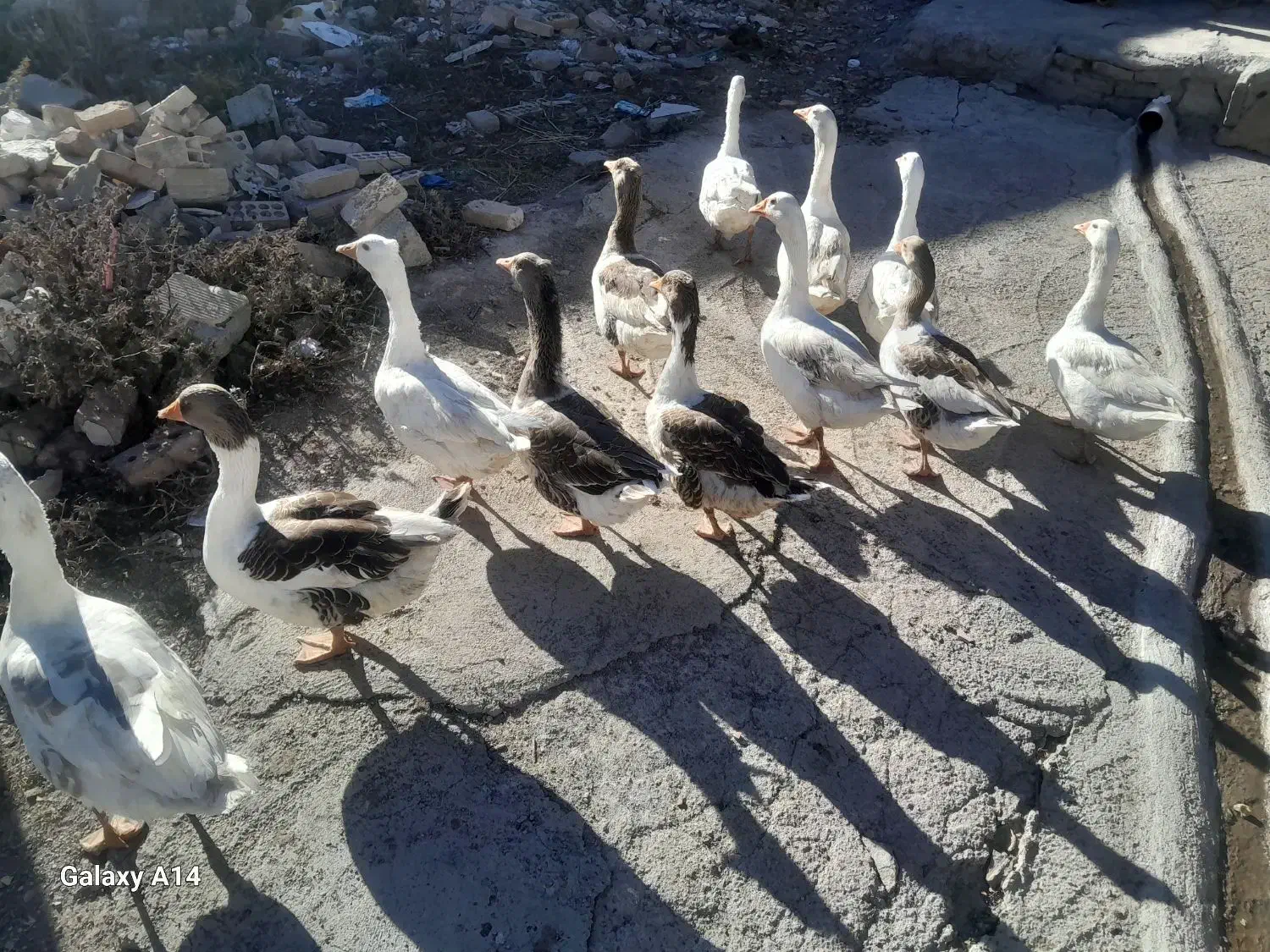 غاز محلی|حیوانات مزرعه|ویلکیج, |دیوار