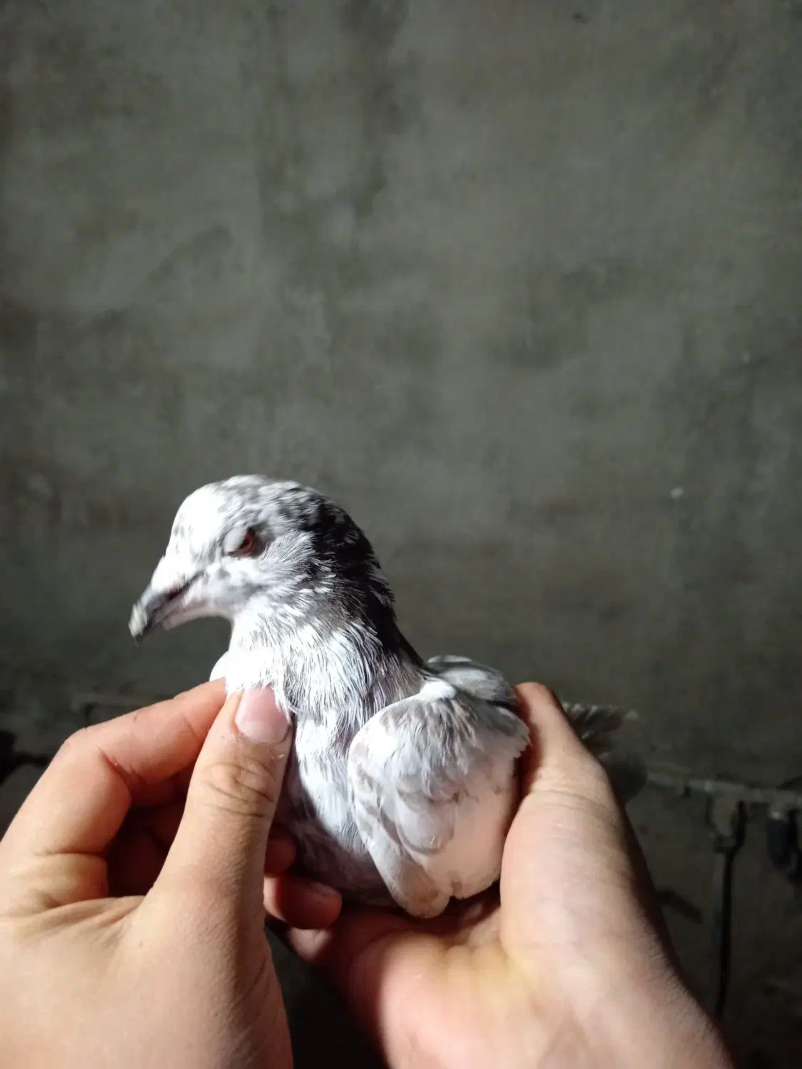 کفتر دورگ|پرنده|سرخنکلاته, |دیوار