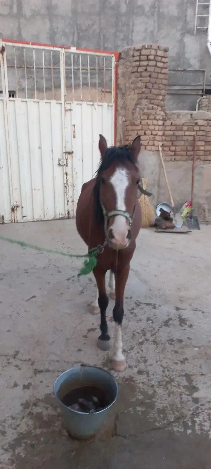 مادیان اسب|اسب و تجهیزات اسب‌سواری|بروجرد, |دیوار