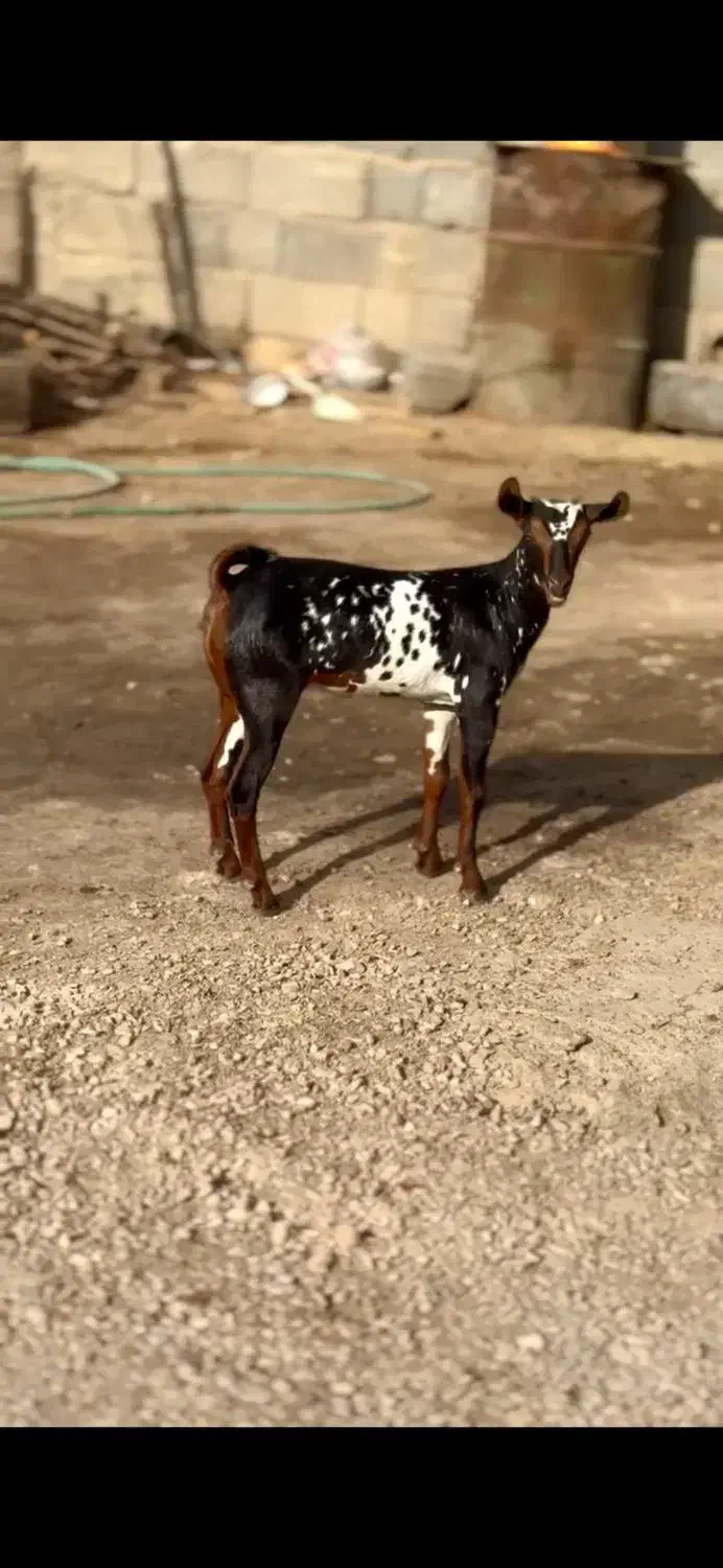 وارداتی اهوی|حیوانات مزرعه|لواسان, |دیوار