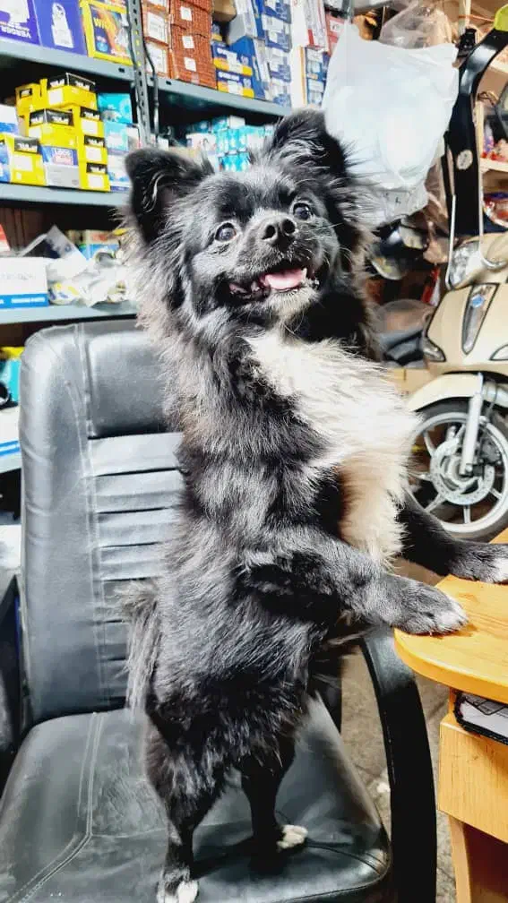 سگ بازیگوش|حیوانات|تهران, قیام|دیوار