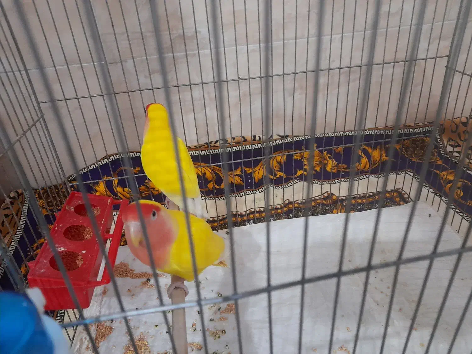 یک جفت طوطی برزیلی|پرنده|هشتگرد, هشتگرد قدیم|دیوار