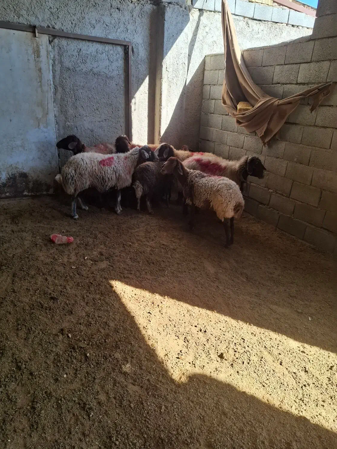 خریدوفروش دام|حیوانات مزرعه|بهمن صغاد, |دیوار