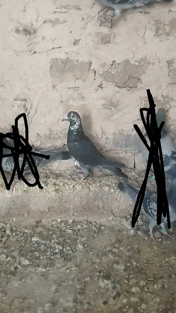 نر کفتر نسل سینه سفید بزن بهادر|پرنده|نیمبلوک, |دیوار