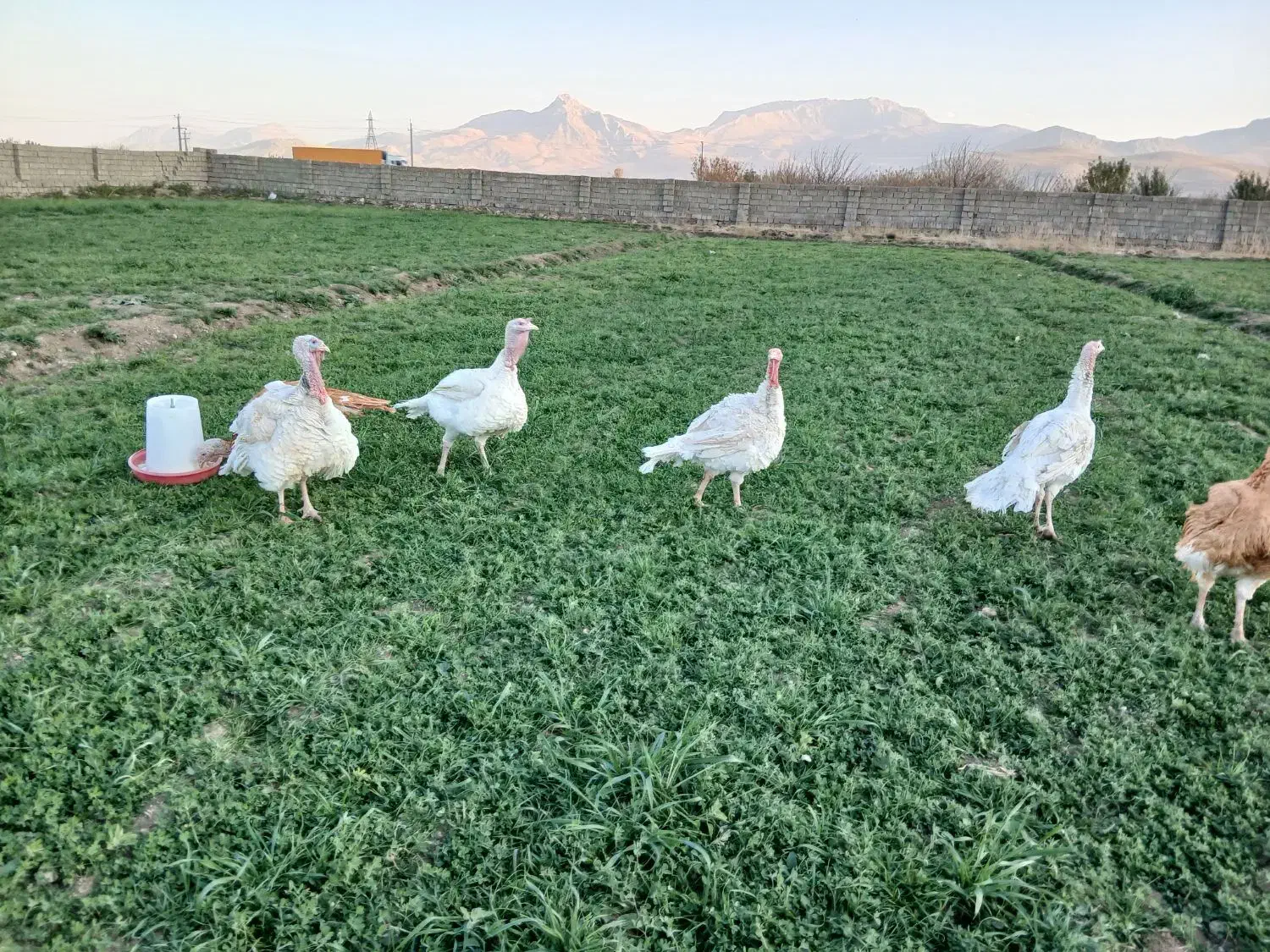 بوقلمون محلی|حیوانات مزرعه|بیستون, |دیوار