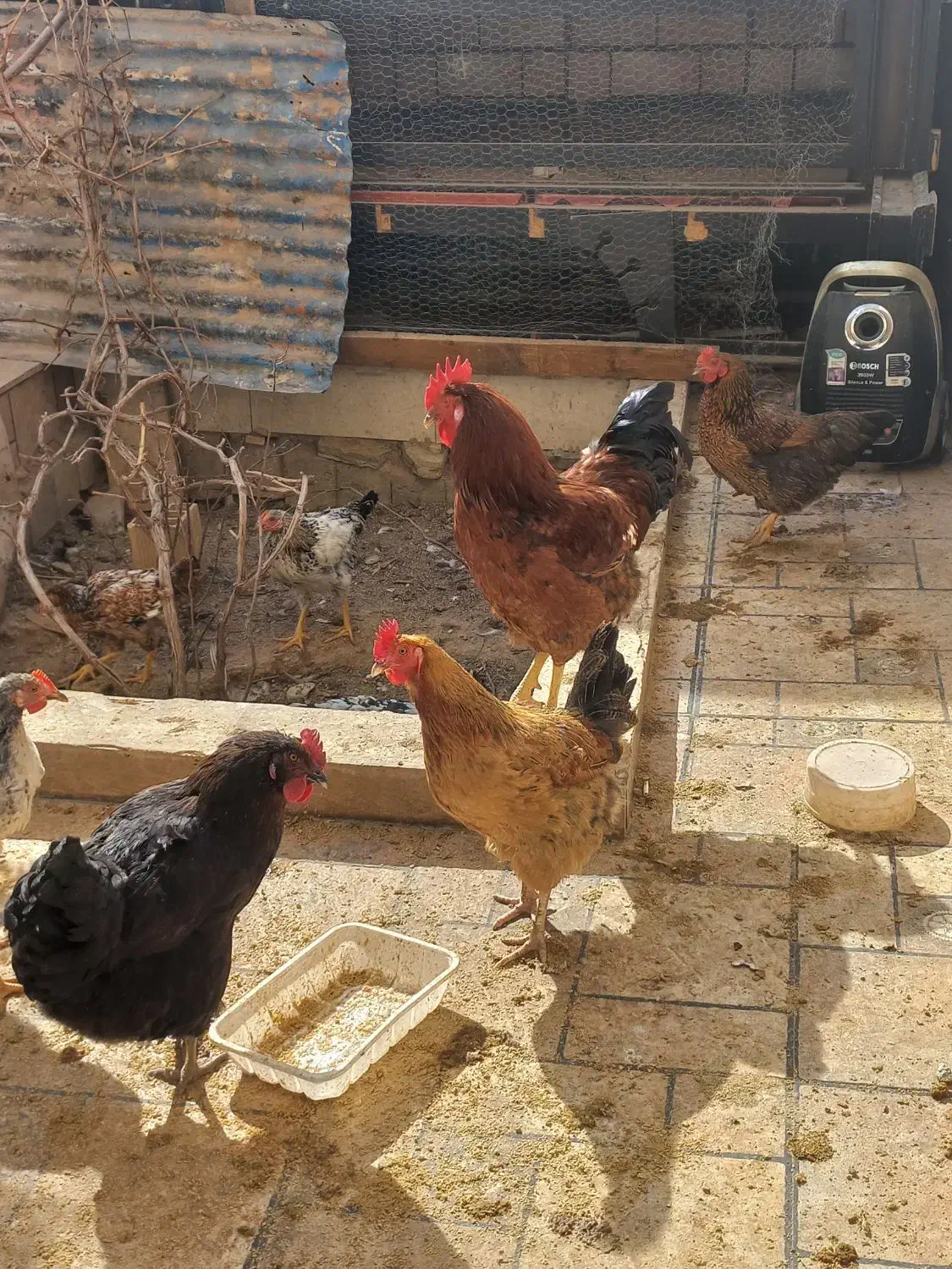 مرغ وخروس|حیوانات مزرعه|رباطکریم, رباطکریم|دیوار