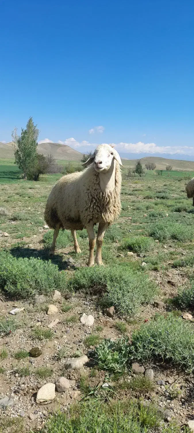 قوچ دامازلخ|حیوانات مزرعه|سراب, |دیوار