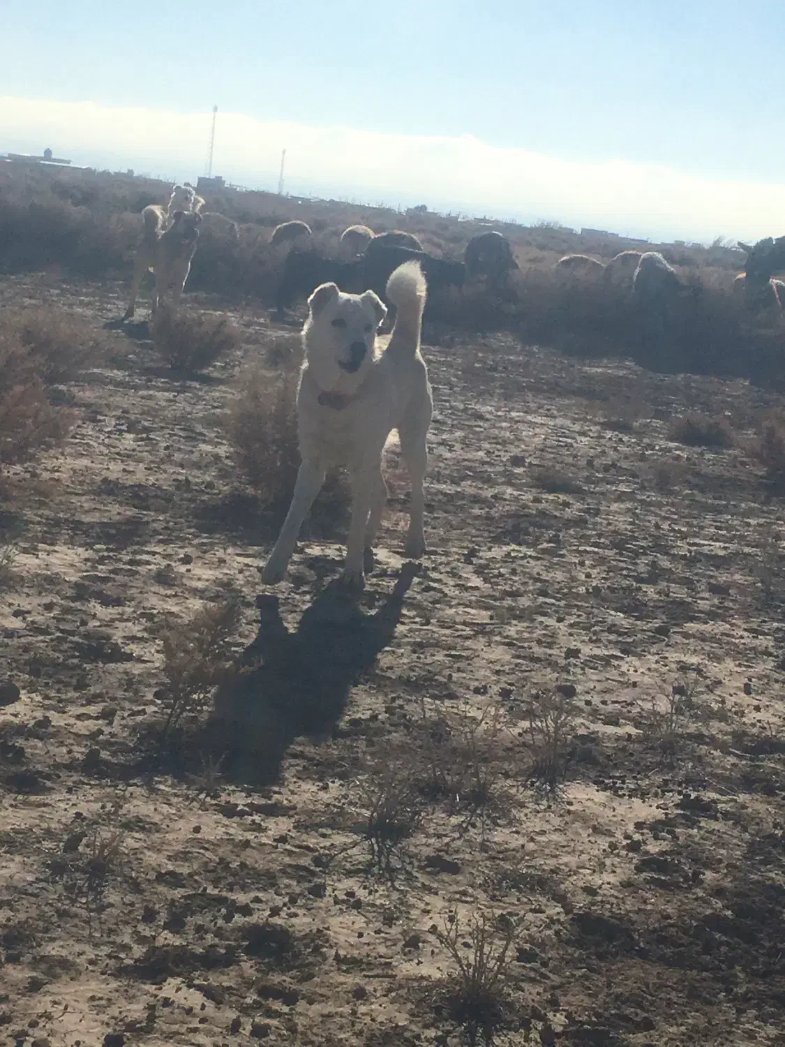 سگ سرابی|سگ|تبریز, |دیوار