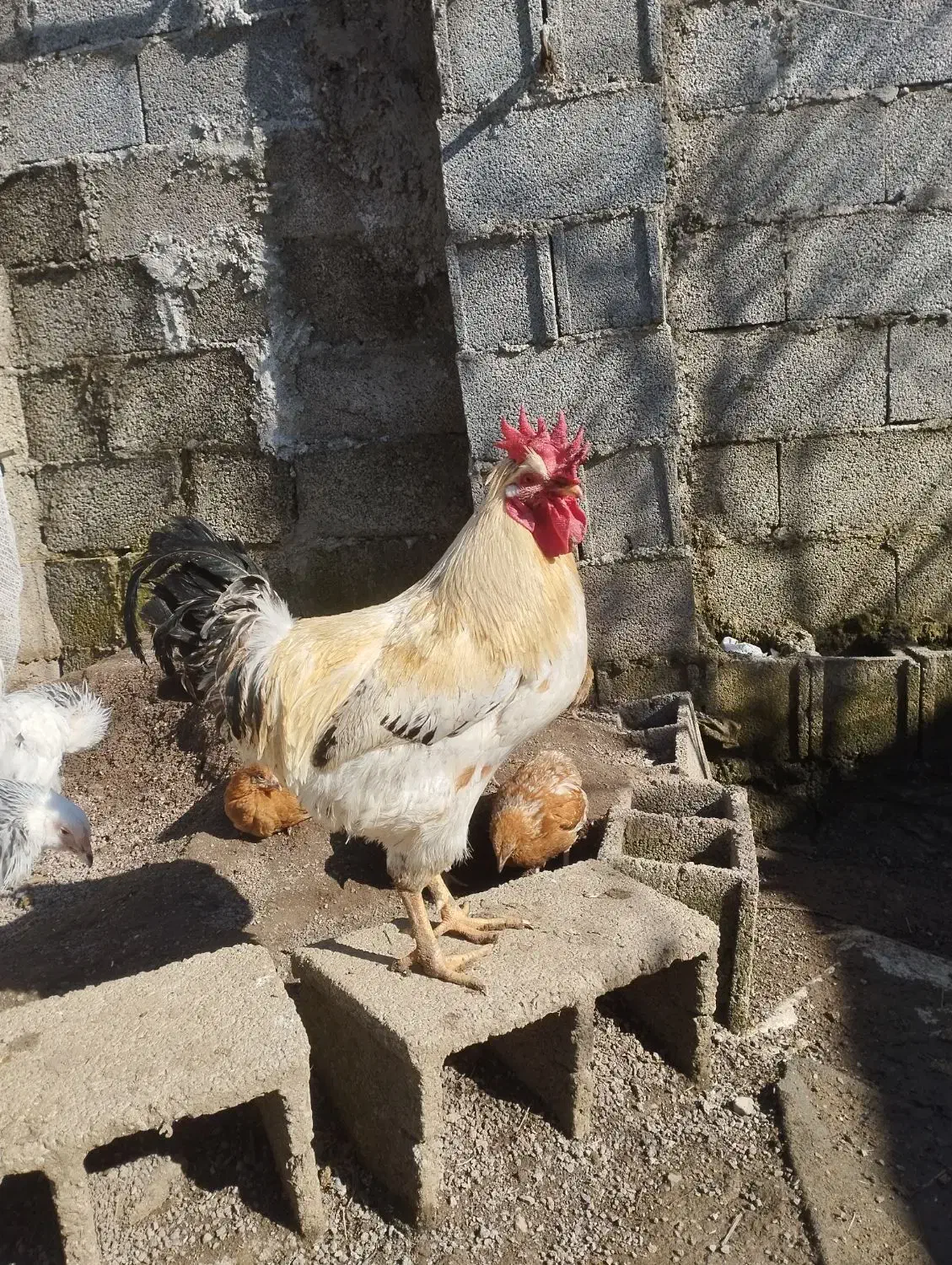 خروس|حیوانات مزرعه|رشت, استقامت ۲|دیوار