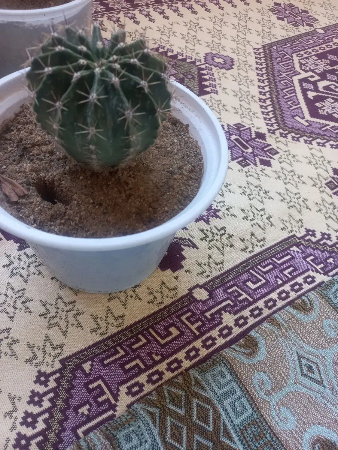 سه گلدان گل کاکتوس ویه گلدان گل گهواره ای|گل و گیاه طبیعی|شاهین دژ, |دیوار