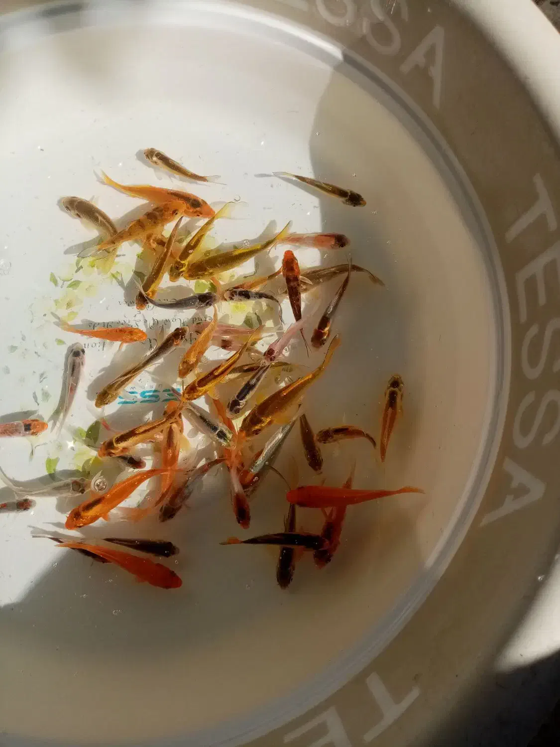 ماهی قرمز|ماهی|بابل, |دیوار