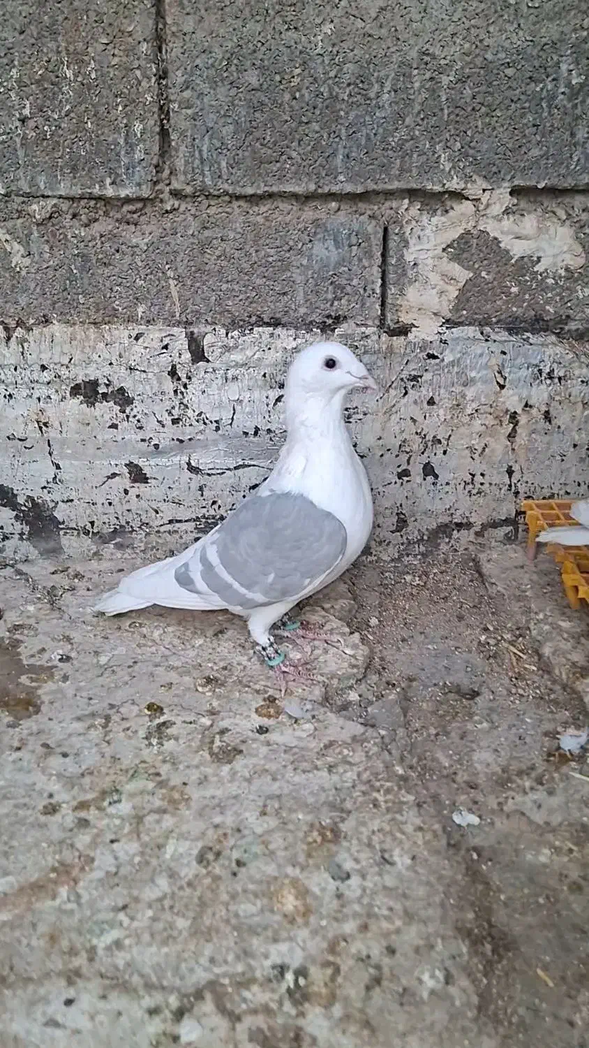 نر پرشی|پرنده|وحدتیه, |دیوار