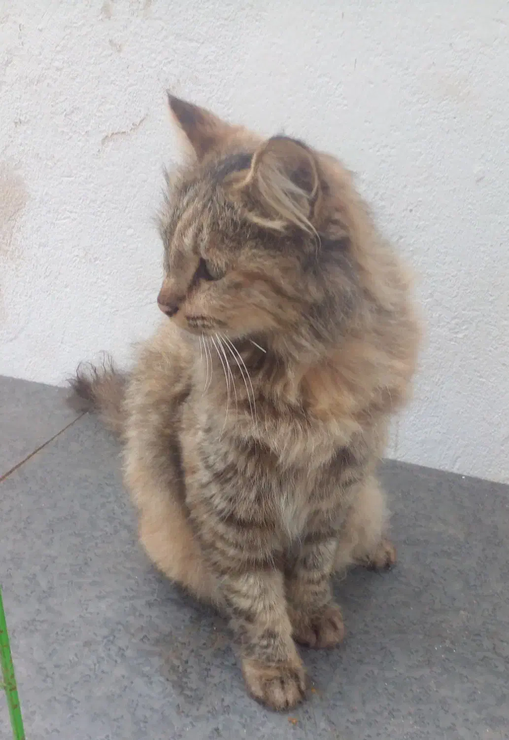 گربه سیبرین|گربه|لنگرود, |دیوار