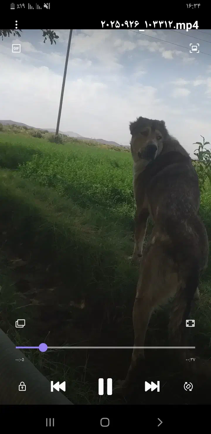 سگ‌گمشده|حیوانات|بناب, |دیوار