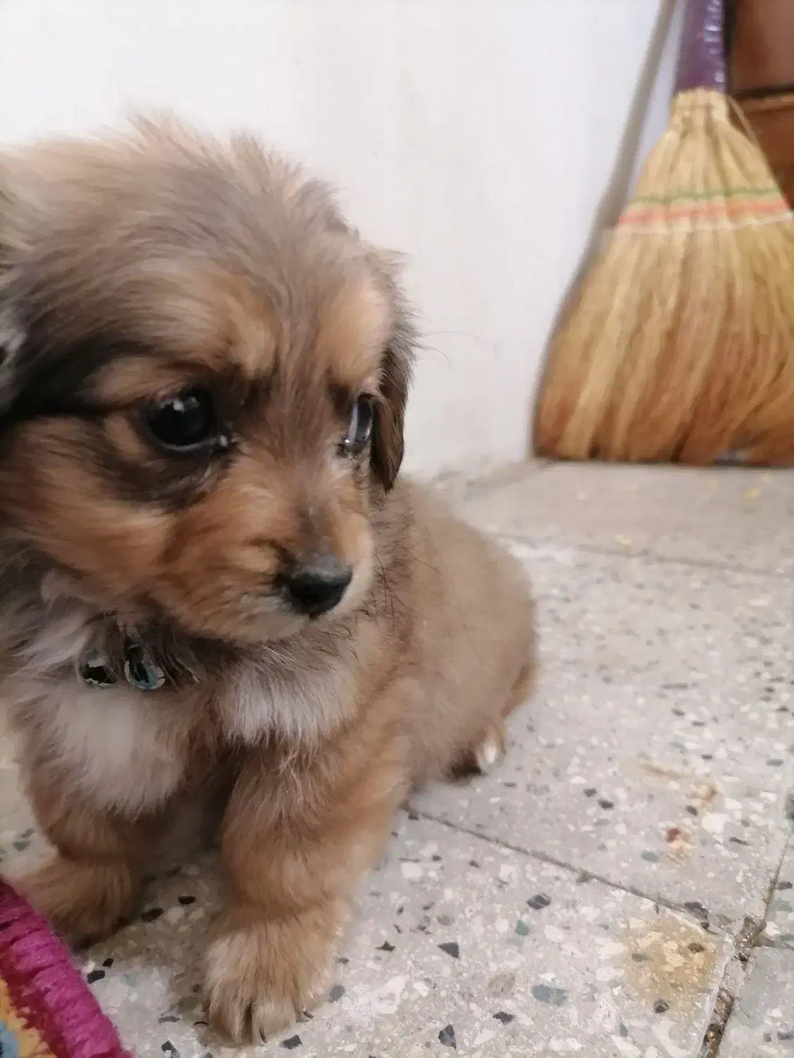 سگ جیبی|سگ|قم, اسمعیل آباد|دیوار