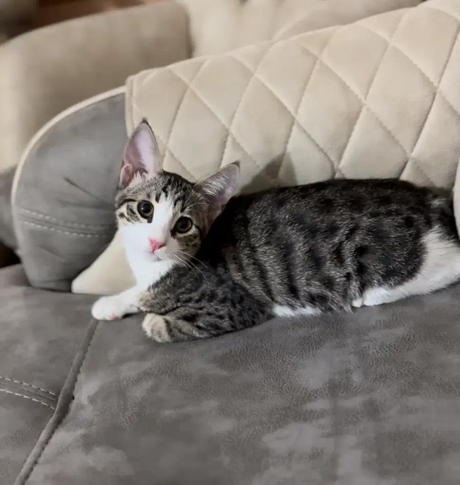 گمشده ، گربه نر ۷ ماهه اسم میشا|حیوانات|مرند, |دیوار