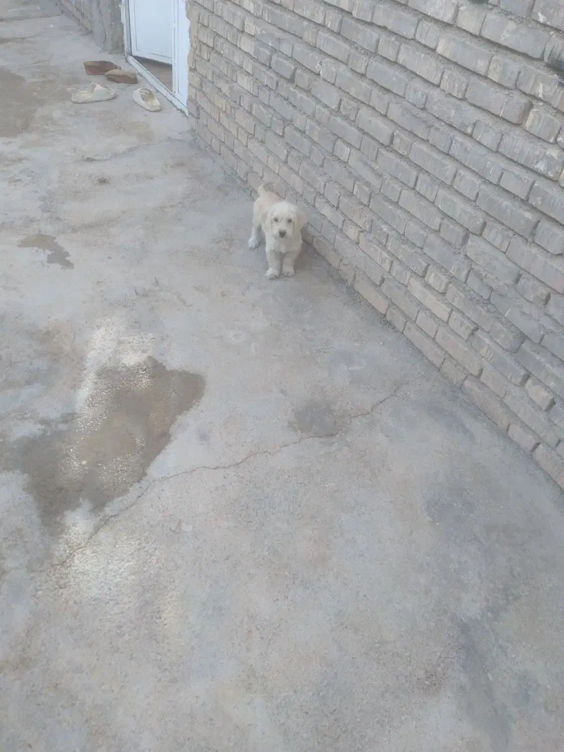 توله سگ کوچک|سگ|آباده, |دیوار