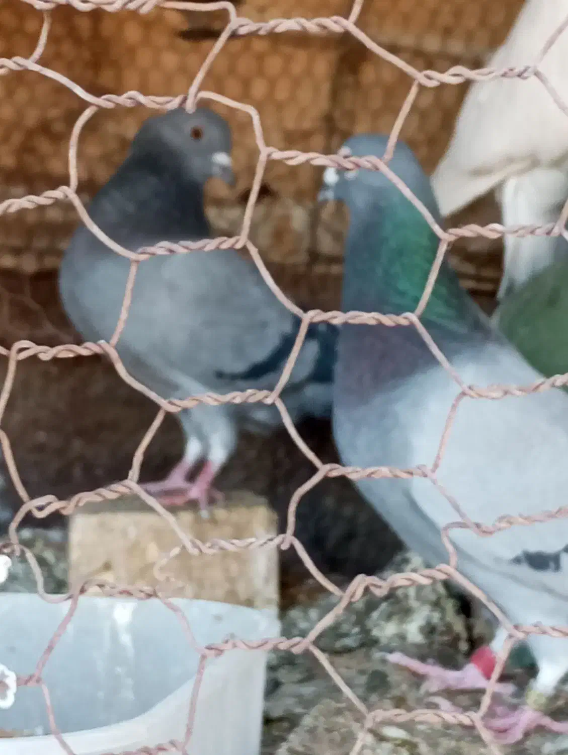 پرنده|پرنده|حمیدیا, |دیوار