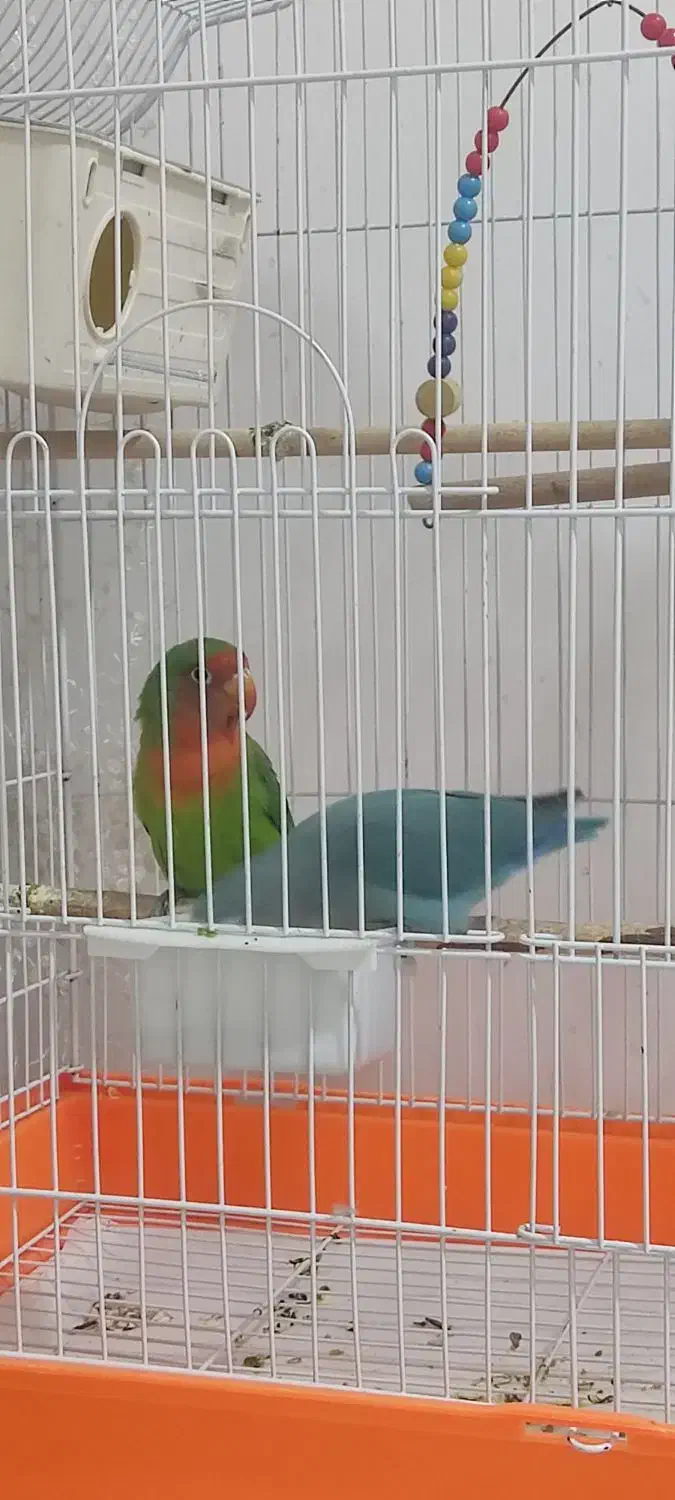 یک جفت طوطی برزیلی|پرنده|بوکان, |دیوار