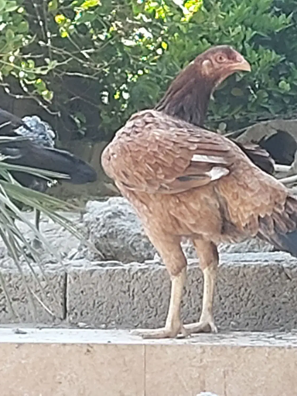 خروس مرغ وجوجه خروس|حیوانات مزرعه|میناب, |دیوار