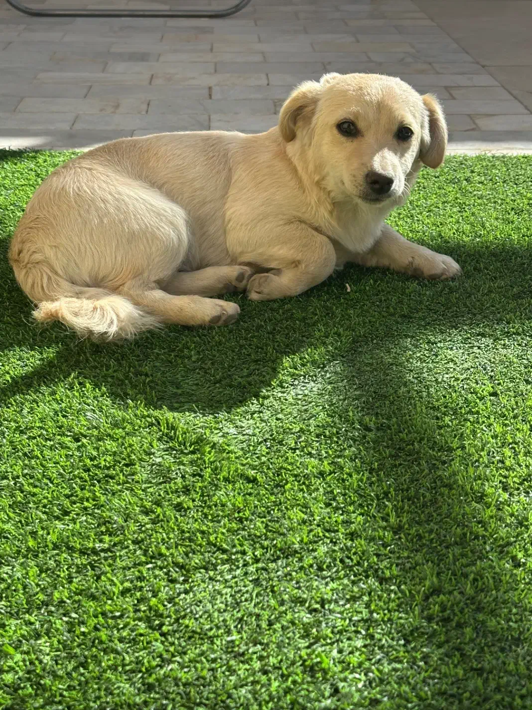 واگذاری|سگ|یزد, |دیوار