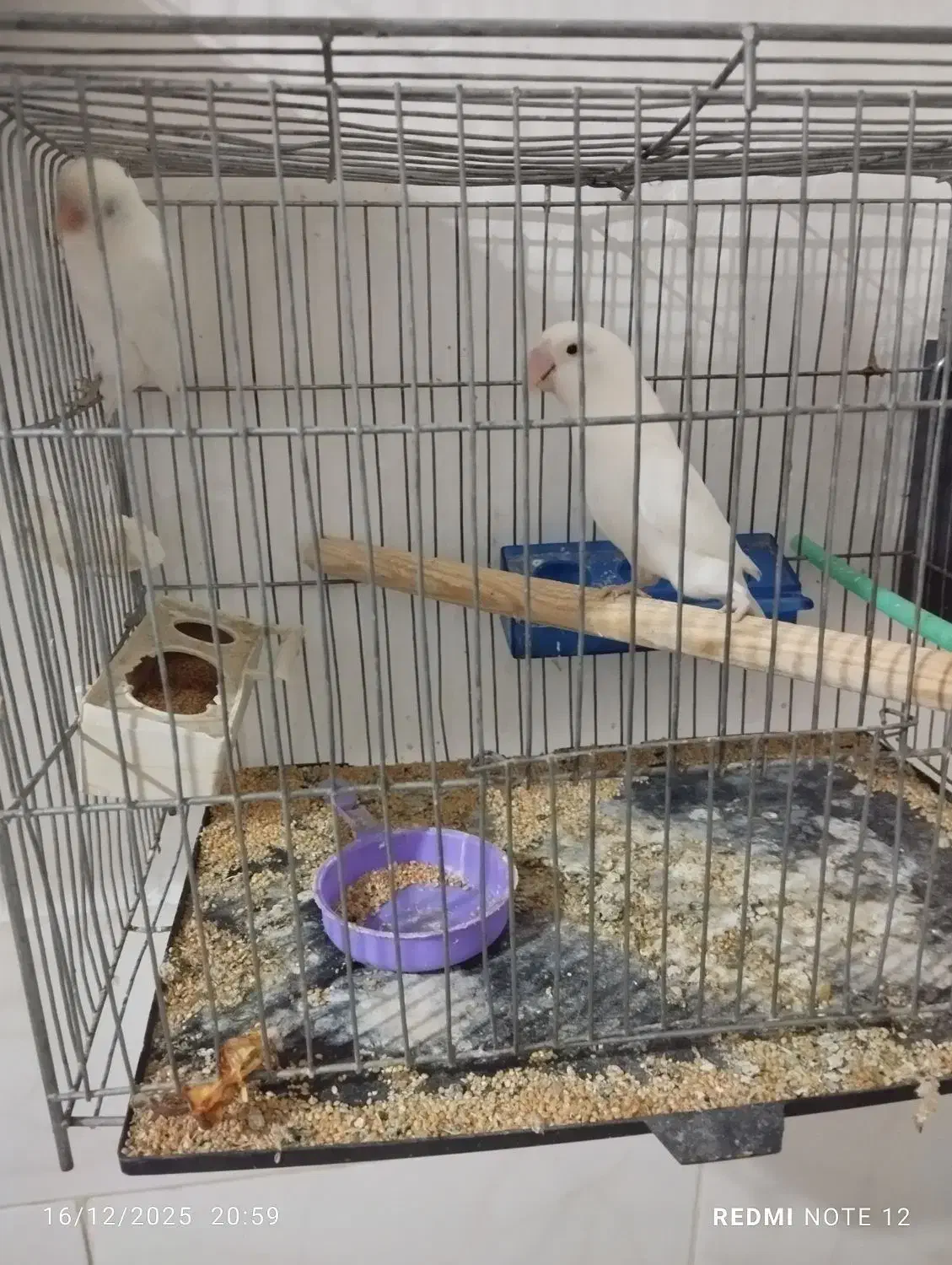 کتوله جفت با قفس|پرنده|رفسنجان, |دیوار