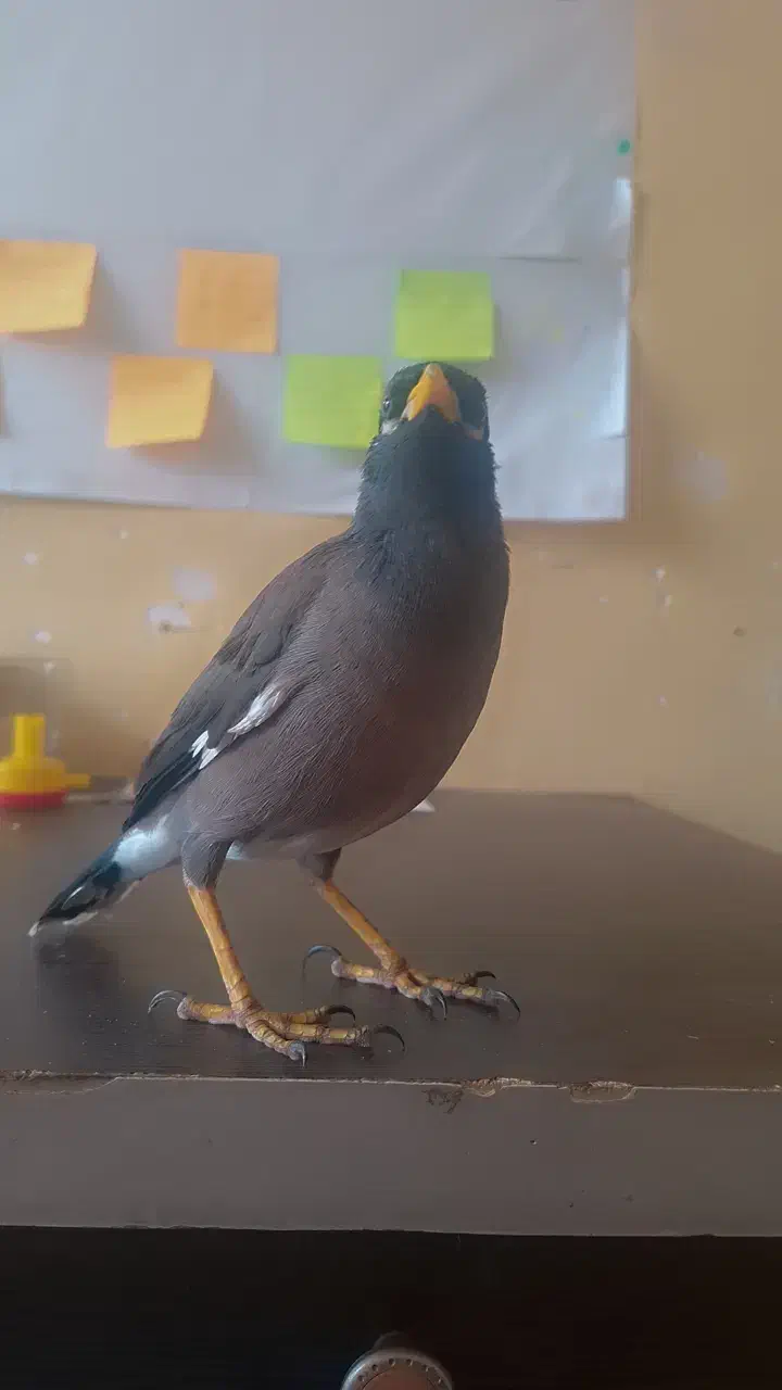 جوجه میناچهارماهه باهوش|پرنده|یزد, |دیوار