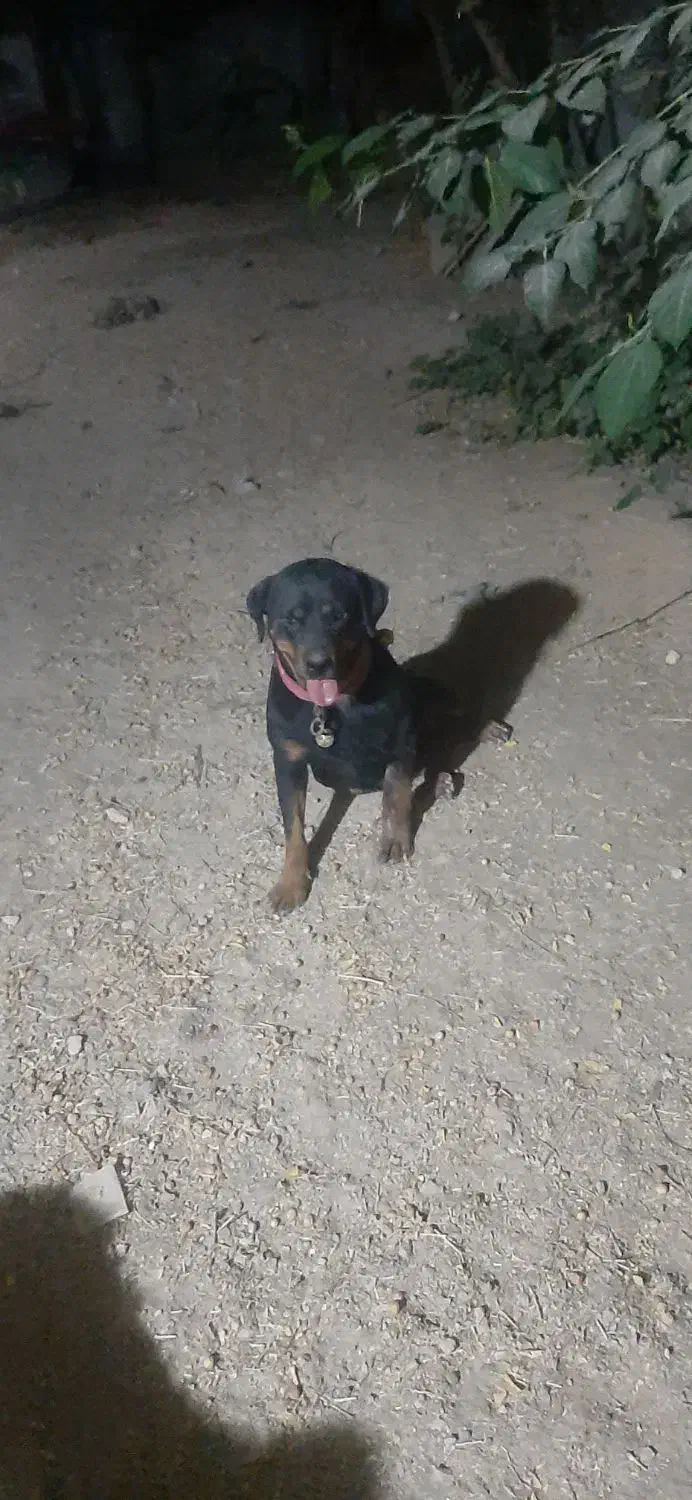 سگ ماده|سگ|اصفهان, سرشبادران|دیوار