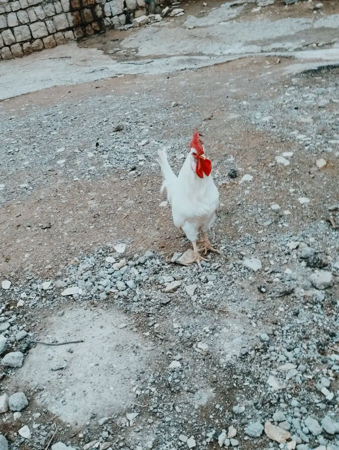 خروس|حیوانات مزرعه|چگنی, |دیوار